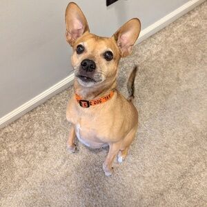 Orange Dog Collar portrait photo only
